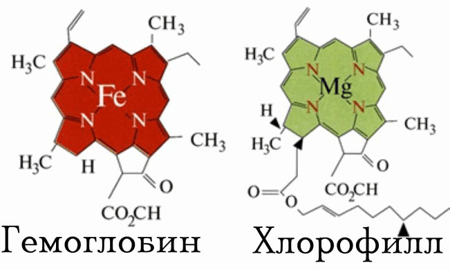 Молекула Хлорофилла